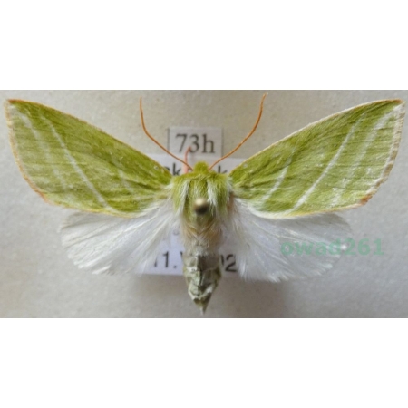 Pseudoips prasinana (Linnaeus, 1758) male Zielonka ukośnica Poland73h